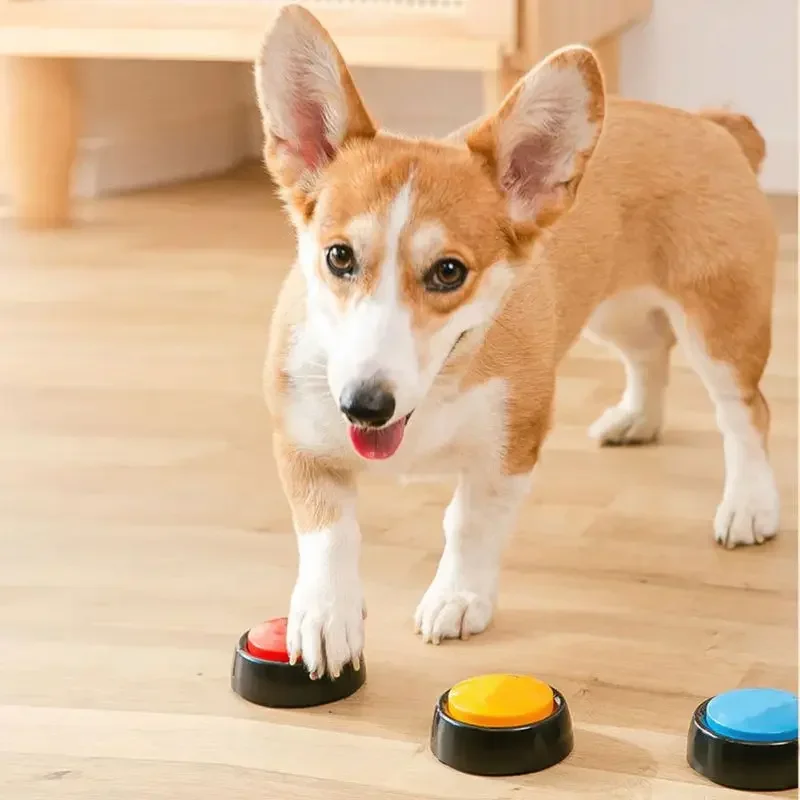 Звуковая коробка для домашних  – обзор и цена Interactive Cat Toy