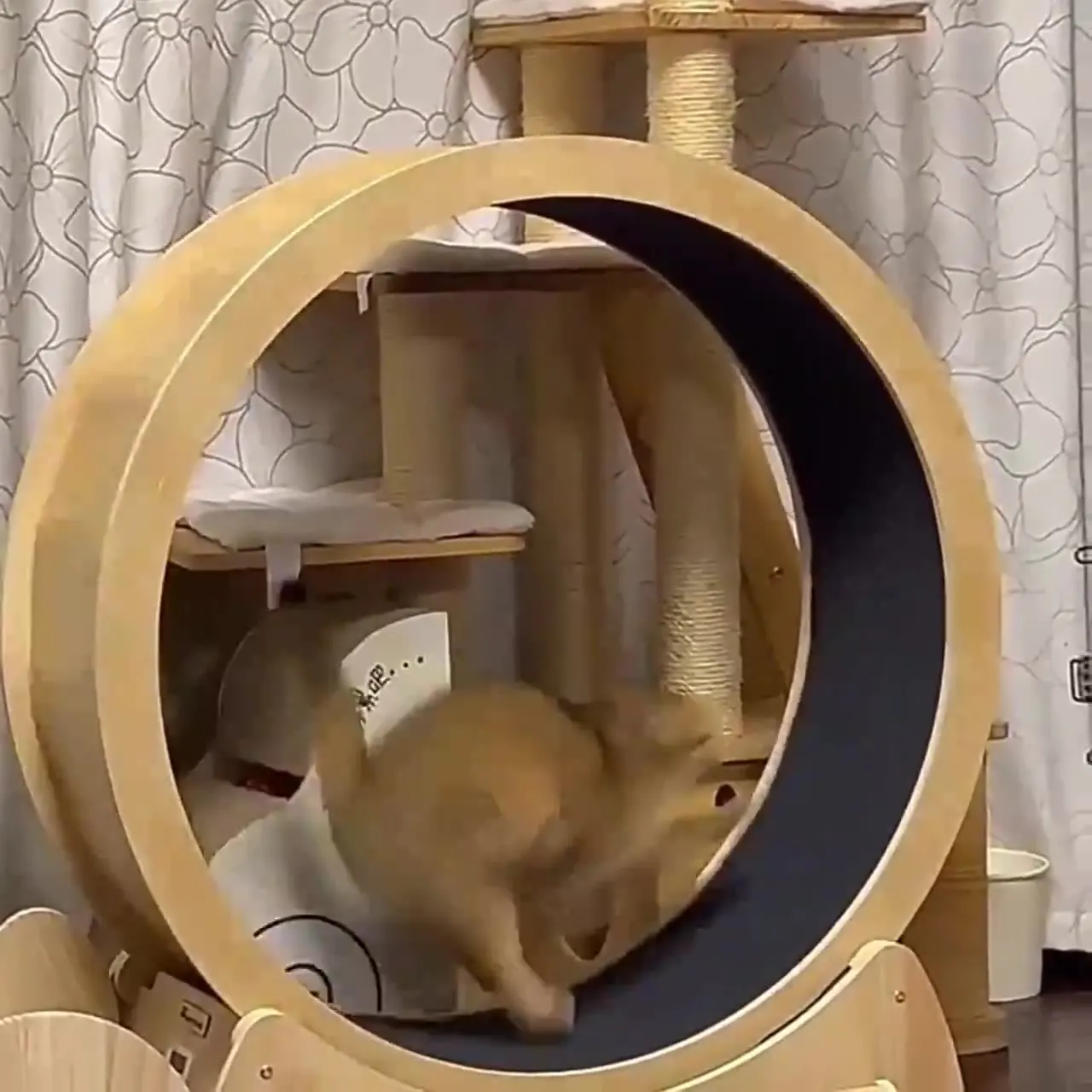 Колесо для фитнеса для кошек,  – обзор и цена Interactive Cat Toy